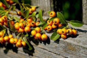 NESPOLE
